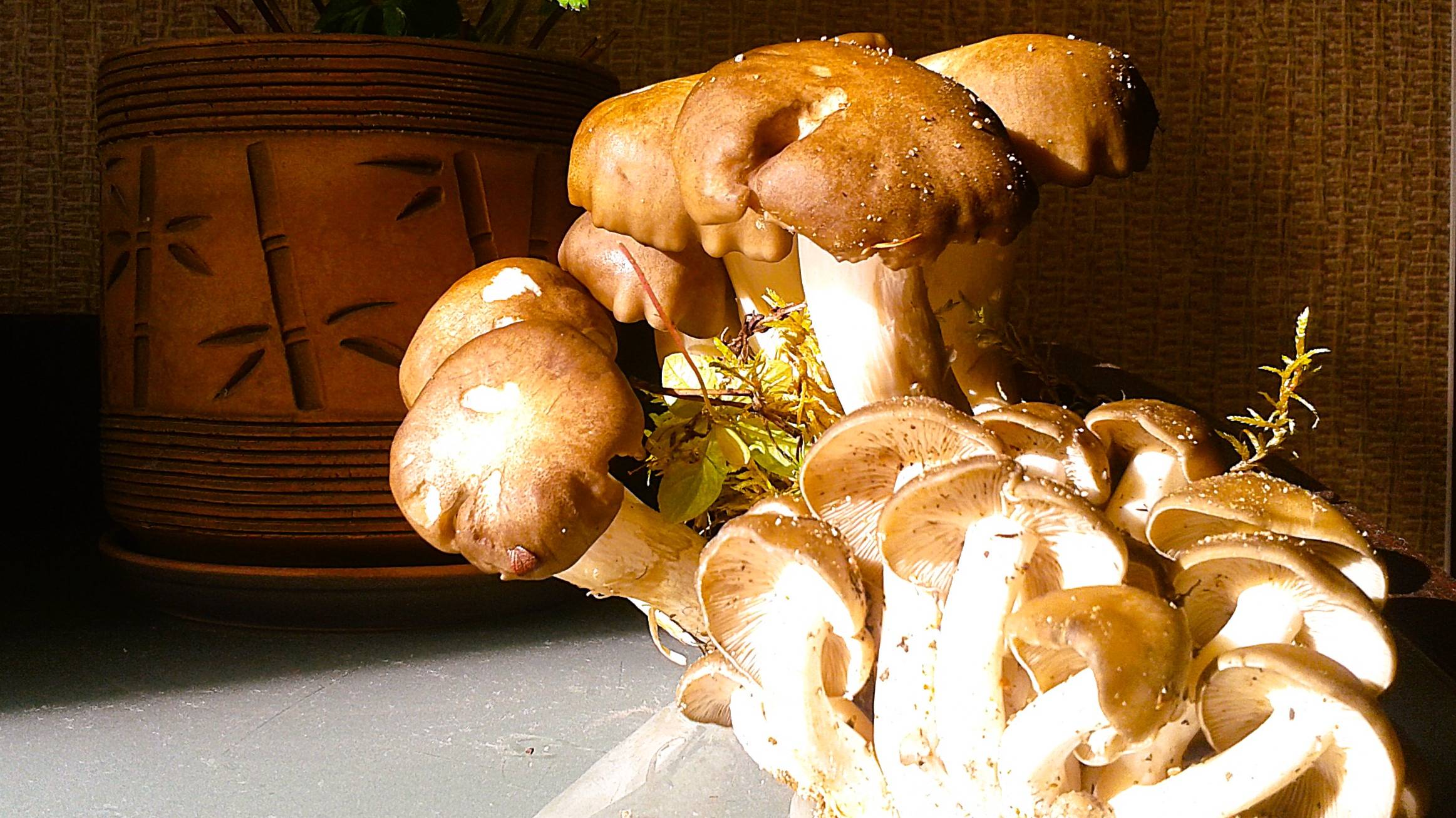 РЯДОВКА. Грибы. Не проходите мимо - нежнейший гриб на Кольском полуострове. смотреть онлайн