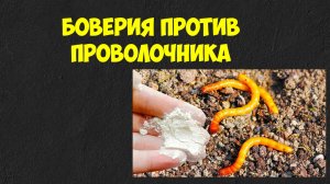 Боверия в борьбе с проволочником