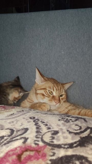 Потихоньку наши большие привыкают к малышам. смотреть онлайн