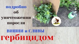 Уничтожаю поросль сливы и вишни гербицидом.