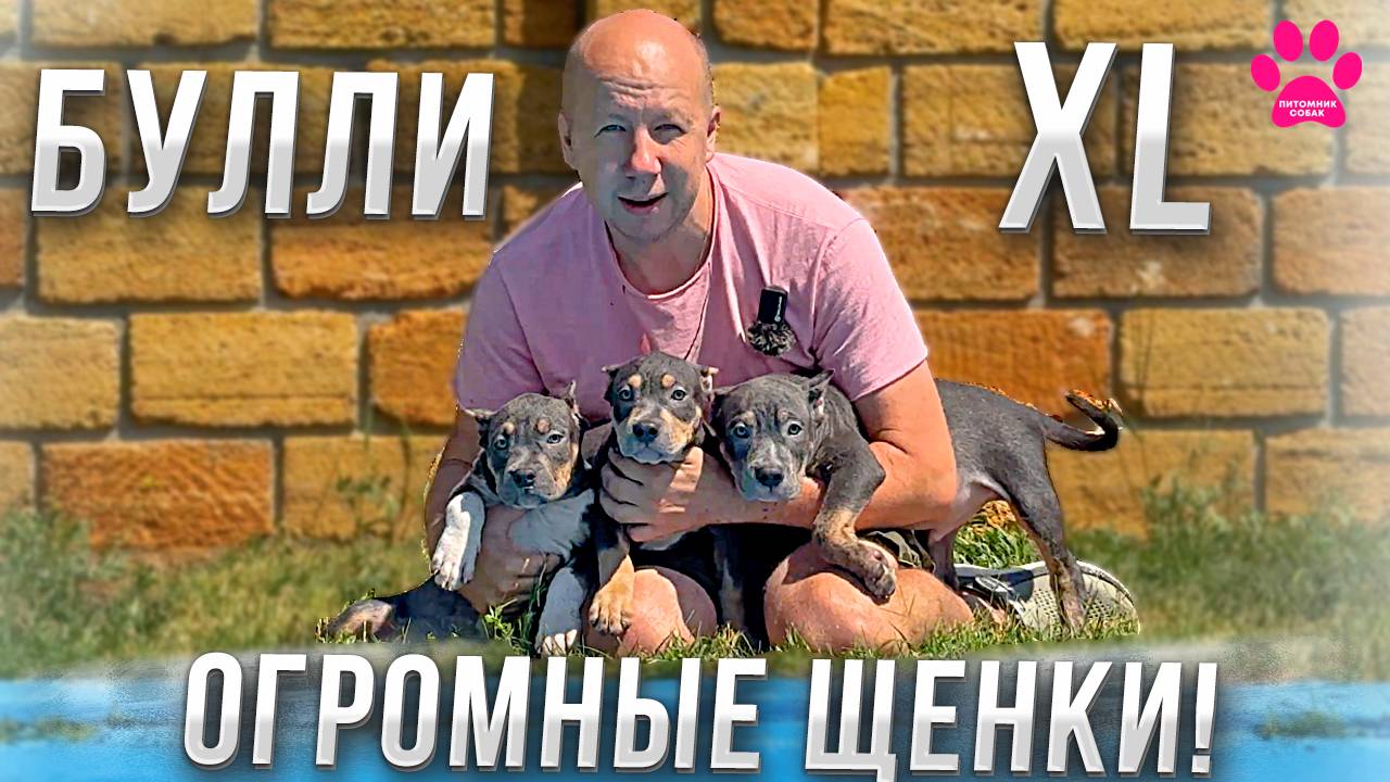 Щенки ВПЕРВЫЕ увидели ВОДУ! Американкий Булли XL на свободе! Live-видео смотреть онлайн