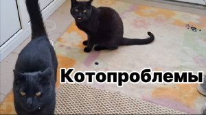 Котопроблемы: Как рыжий завоевал дом