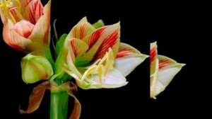 Евгений Дога - Вальс цветов