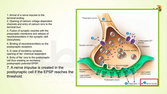 Neurotransmitters and Drugs_Eng (1080p with 25fps) смотреть онлайн