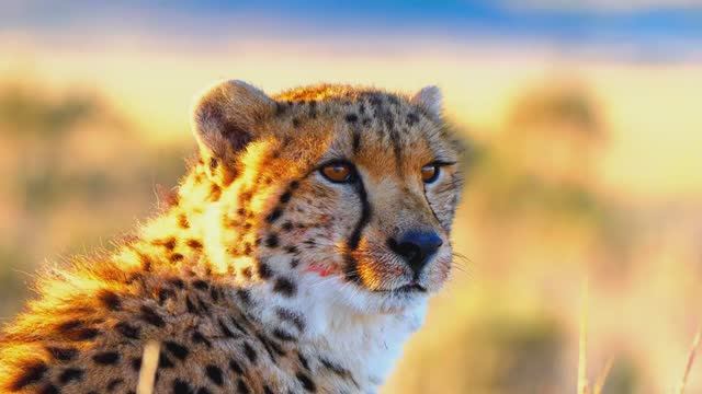 Dark Clubbing _ Exotic Bass House _ Dark Techno Mix смотреть онлайн