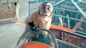 Побег из зоопарка — Русский трейлер (2025)