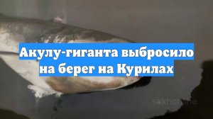 Акулу-гиганта выбросило на берег на Курилах