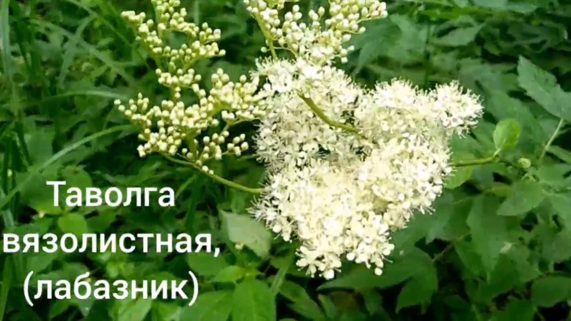 Таволга вязолистная(лабазник)
Filipendula Ulmaria