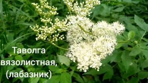 Таволга вязолистная(лабазник)
Filipendula ulmaria