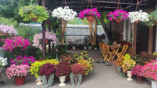 Мой дворик утопает в цветах. Приглашаю на обзор на начало июля. смотреть онлайн