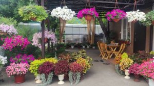 Мой дворик утопает в цветах. Приглашаю на обзор на начало июля.