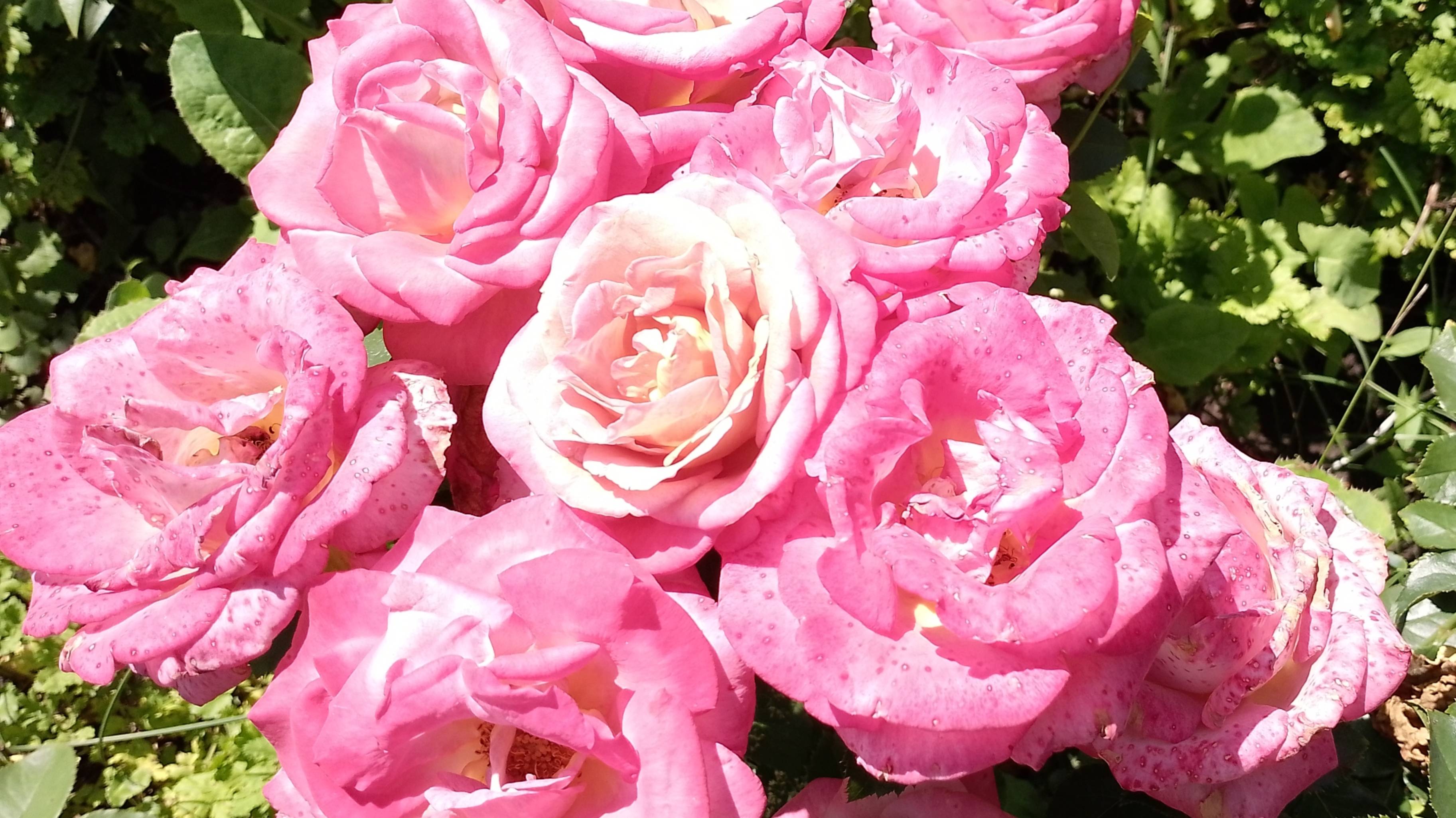 Влог цветочный. Мои розы после проливных дождей и холода. Радуют. смотреть онлайн