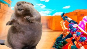 МУВИК СТЕНДОФФ2 I БОБЁР СДЕЛАЛ МНЕ МУВИК🦫