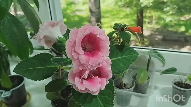 💥Стимулятор цветения: помогаю цветам обрести уверенность и раскрыться.🌹