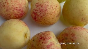 Абрикос слаще винограда?  Это Шалах .03.07.2025 год, Новороссийск.