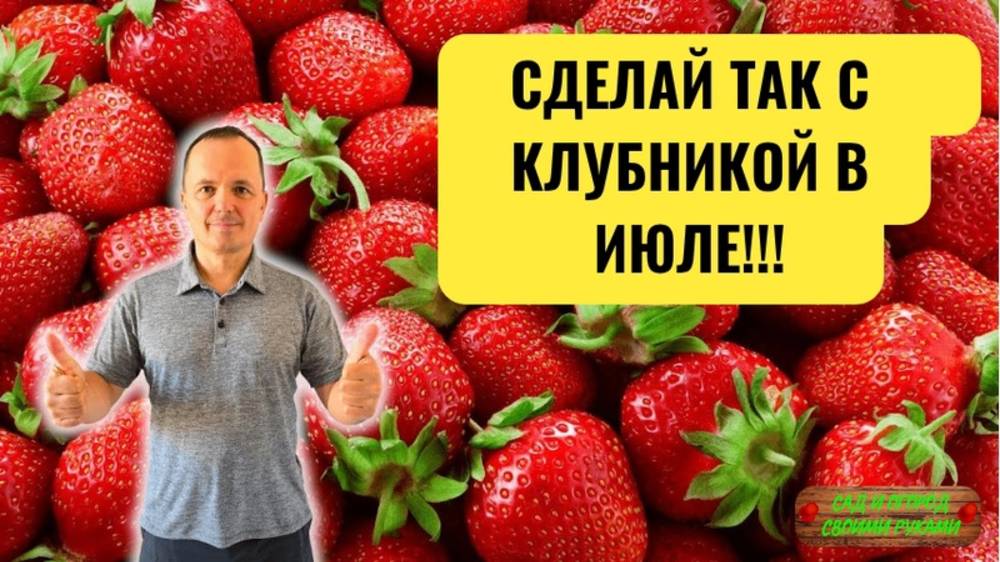 Клубника в следующем году удивит вас урожаем - сделайте с ней это в июле! смотреть онлайн