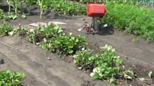 Посев репы