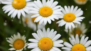 БЕЛЫЕ РОМАШКИ НАГАДАЛИ ЛЮБОВЬ💏💞💘