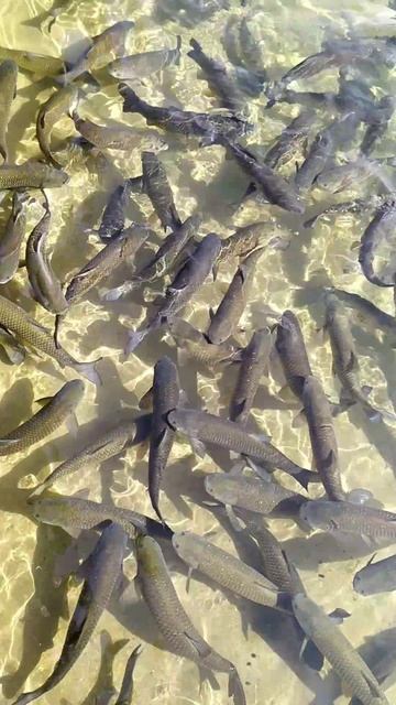 Сейчас бы порыбачить смотреть онлайн