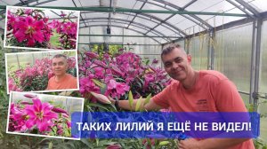 А что, если посадить лилии в теплице? Показываю рай из лилий, роз и других растений у моего брата.