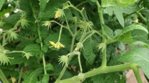 Разрешила гномам Улуру Охра расти, как они хотят, а теперь пасынкую и формирую кусты.