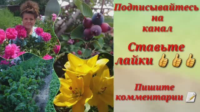 2056.  Клубника от Садового рая.
Высаживаю рассаду Азии.