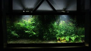 Аквариум из акрила с Папоротником Болбитис