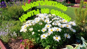 Многолетние цветы и злаки в моем саду, выращенные из семян. Затрат мало, а красоты много👌💚🌞