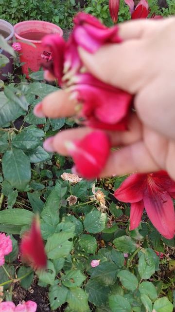 Розы и лилии на даче смотреть онлайн