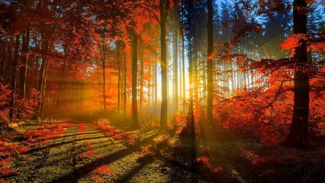 Звуки природы ночью в лесу под пение птиц