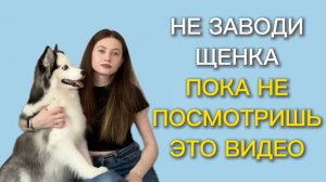 Как подготовиться к появлению щенка дома