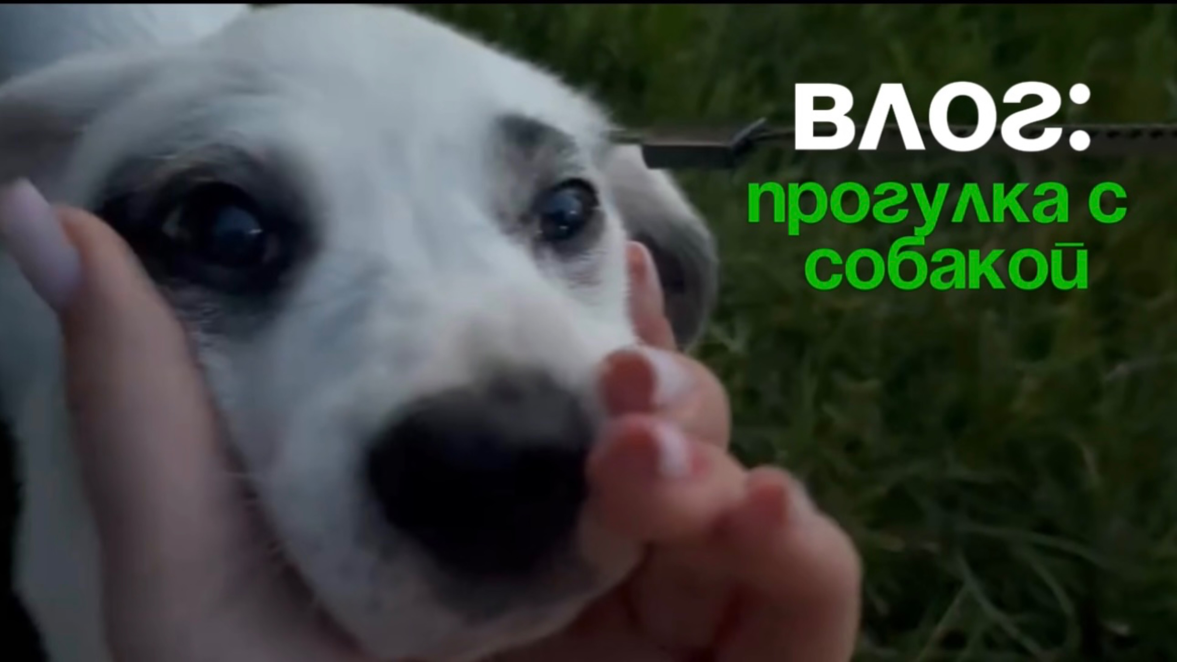 ВЛОГ:ПРОГУЛКА С СОБАКОЙ смотреть онлайн