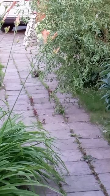 ËЖ смотреть онлайн