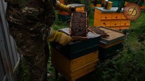 ДЕСЯТЬ ОТВОДКОВ ИЗ ОДНОЙ СЕМЬИ