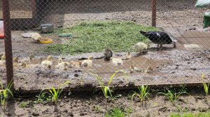 Июльские заботы.Копаю водоем уткам. Ч.1-ая.