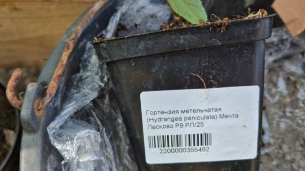 Новинка 2025г махровая гортензия метельчатая Мечта Лесково.