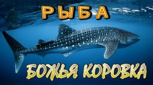 Божья коровка - «Рыба»/ клип 2006