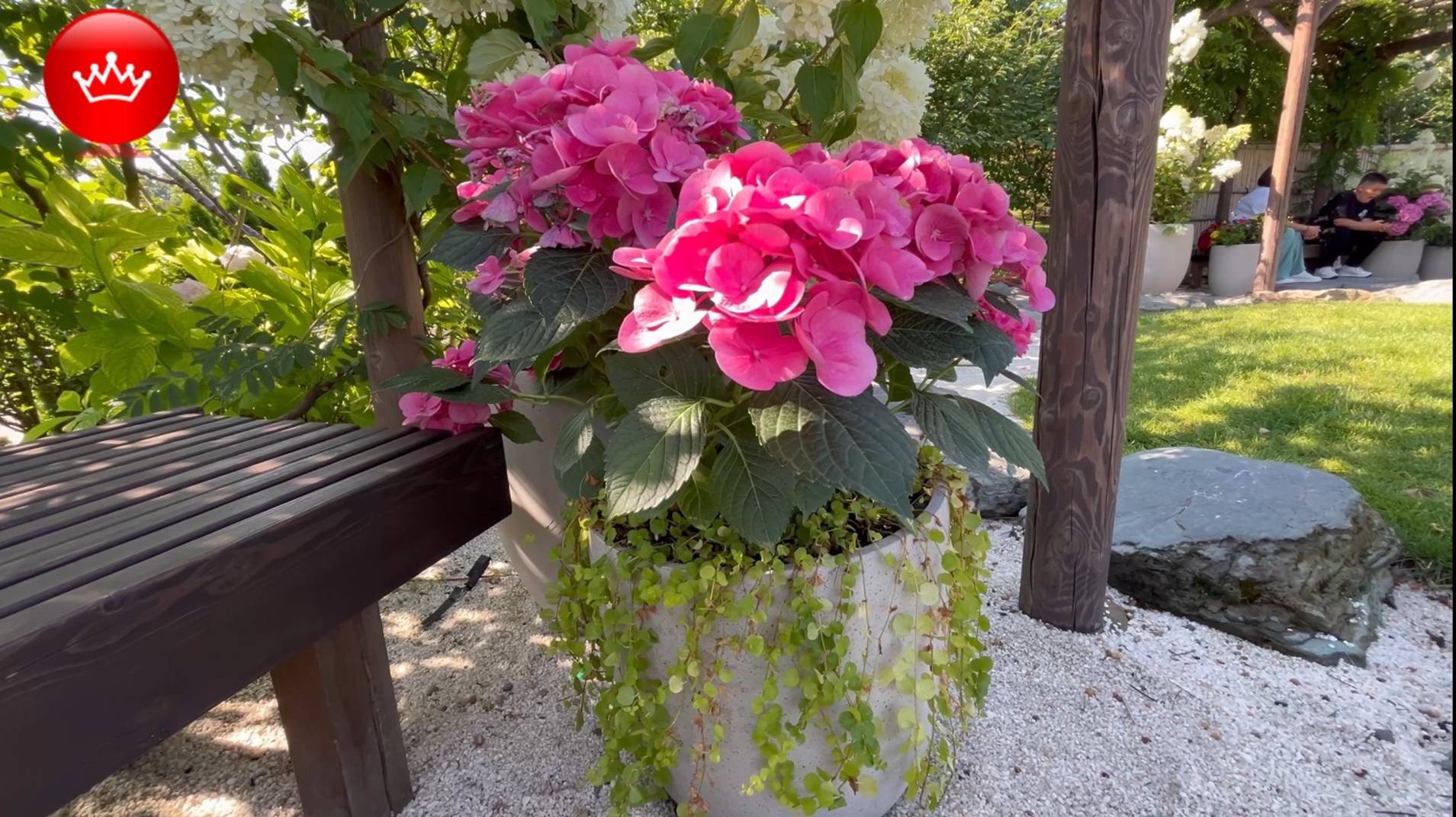 🌷🌹🌷Цветы в парке Галицкого в Японском саду Лето 2025. смотреть онлайн