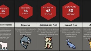 Сравнение_ Скорость Животных