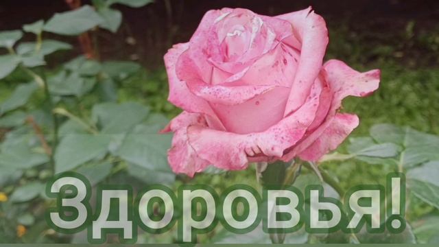 Наташа, с юбилеем!.mp4