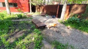 Лиса-Алиса. Лиса подошла аккуратно сзади и попыталась отобрать пакет