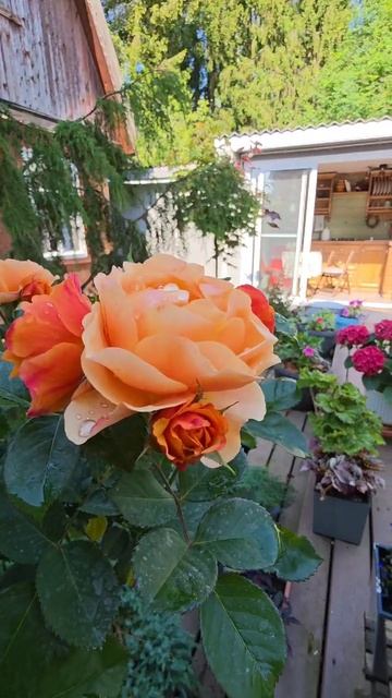 утро дача 7 июля наслаждаемся! #ташамуляр #жизньбездублей смотреть онлайн