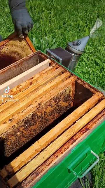 Расширения отводка с молодой маткой 🐝 смотреть онлайн