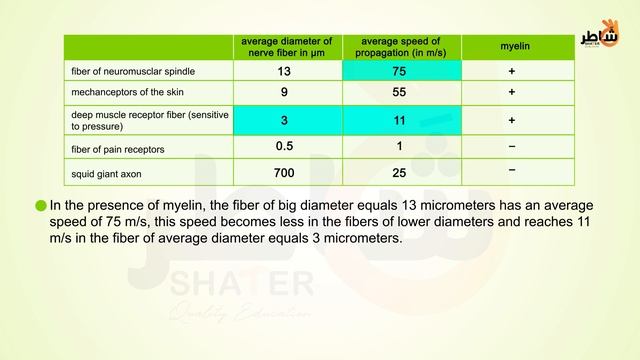 Nerve impulse and action potential-eng (1080p with 25fps) смотреть онлайн