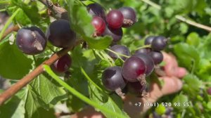 Ёшта 04.07.2025 года в Новороссийске.