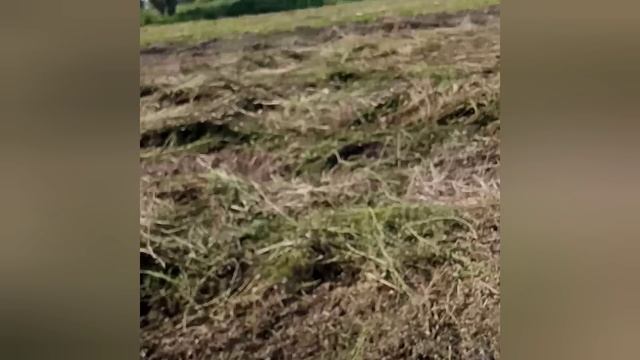 Снова ворошим сено, Т 25 и грабли ворошилки, солнышко.