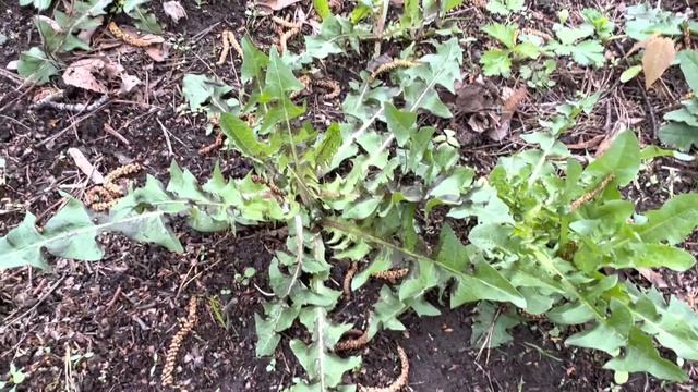 Или уснете или вышьете много крестиков.Видео для таких же сумасшедших мамонтов-ботаников как я! смотреть онлайн