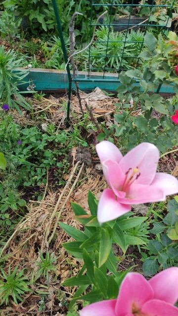 Розы и лилии на даче смотреть онлайн