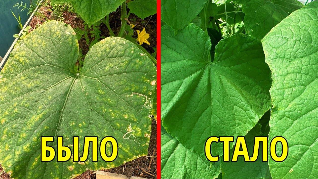 Листья огурцов огурцы желтеют. Как спасти урожай? смотреть онлайн