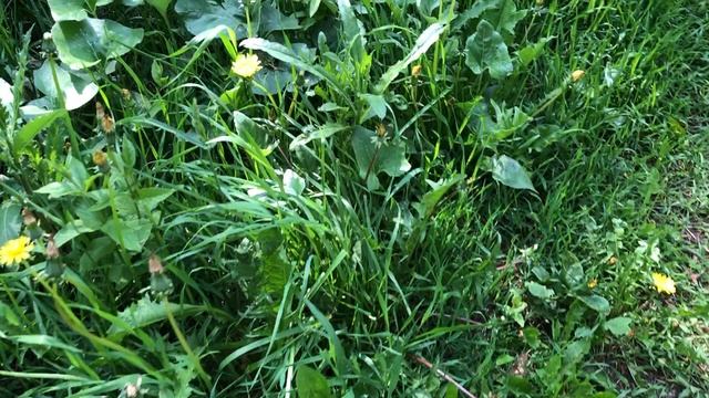 Прогулка в парке (голубые цветочки это "вероника нитевидная") смотреть онлайн